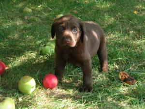 AdorableACKchocolatelabpuppies